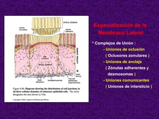 Especialización de la  Membrana Lateral * Complejos de Unión : - Uniones de oclusión (  Oclusores zonulares  ) - Uniones de anclaje (  Zónulas adherentes  y desmosomas  ) - Uniones comunicantes (  Uniones de intersticio  ) 