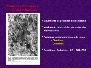 Oclusores Zonulares ó  Uniones Estrechas * Movimiento de proteínas de membrana * Movimiento  intercelular  de  moléculas hidrosolubles * Proteínas transmembranales de unión : - Claudinas - Ocludinas * Ocludinas  /  Caderinas  –  ZO1, ZO2, ZO3 