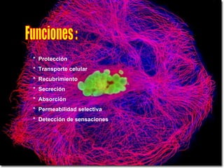 Funciones : *  Protección *  Transporte celular *  Recubrimiento *  Secreción *  Absorción *  Permeabilidad selectiva *  Detección de sensaciones 
