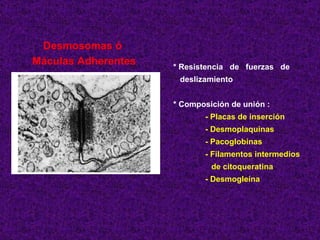 Desmosomas ó  Máculas Adherentes * Resistencia  de  fuerzas  de deslizamiento * Composición de unión : - Placas de inserción - Desmoplaquinas - Pacoglobinas - Filamentos intermedios de citoqueratina - Desmogleína 