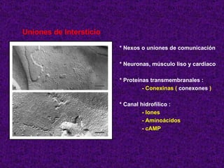 Uniones de Intersticio * Nexos o uniones de comunicación * Neuronas, músculo liso y cardiaco * Proteínas transmembranales : - Conexinas (  conexones  ) * Canal hidrofílico : - Iones - Aminoácidos - cAMP 
