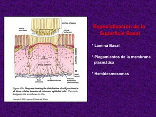 Especialización de la  Superficie Basal * Lamina Basal * Plegamientos de la membrana plasmática * Hemidesmosomas 