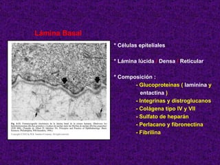 Lámina Basal * Células epiteliales * Lámina lúcida  /  Densa  /  Reticular * Composición : - Glucoproteínas (  laminina  y entactina  ) - Integrinas y distroglucanos - Colágena tipo IV y VII - Sulfato de heparán - Perlacano y fibronectina - Fibrilina 