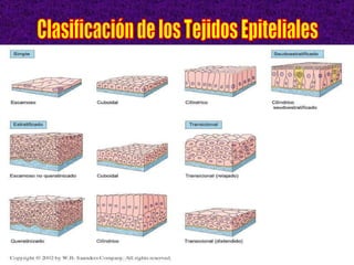 Clasificación de los Tejidos Epiteliales 