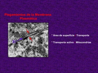 Plegamientos de la Membrana  Plasmática * Área de superficie  /  Transporte * Transporte activo  -  Mitocondrias 