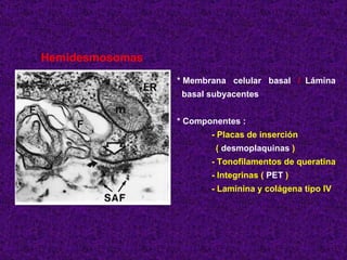 Hemidesmosomas * Membrana  celular  basal   /   Lámina basal subyacentes * Componentes : - Placas de inserción (  desmoplaquinas  ) - Tonofilamentos de queratina - Integrinas (  PET  ) - Laminina y colágena tipo IV 