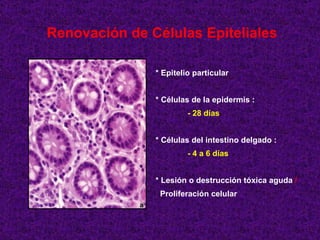 Renovación de Células Epiteliales * Epitelio particular * Células de la epidermis : - 28 días * Células del intestino delgado : - 4 a 6 días * Lesión o destrucción tóxica aguda  /  Proliferación celular 