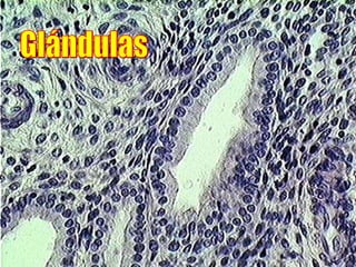 Glándulas 
