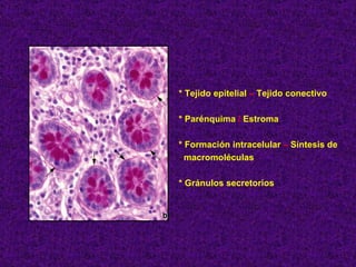 * Tejido epitelial  –  Tejido conectivo * Parénquima  /  Estroma * Formación intracelular  –  Síntesis de macromoléculas * Gránulos secretorios 