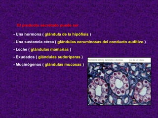 El producto secretado puede ser  - Una hormona (  glándula de la hipófisis  ) - Una sustancia cérea (  glándulas ceruminosas del conducto auditivo  ) - Leche (  glándulas mamarias  ) - Exudados (  glándulas sudoríparas  ) - Mucinógenos (  glándulas mucosas  ) 