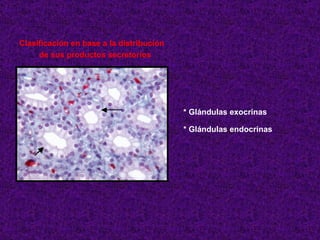 Clasificación en base a la distribución  de sus productos secretorios  * Glándulas exocrinas * Glándulas endocrinas 