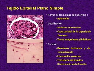 Tejido Epitelial Plano Simple * Forma de las células de superficie :  - Aplanadas * Localización : - Alvéolos pulmonares - Capa parietal de la capsula de Bowman - Vasos sanguíneos y linfáticos * Función : - Membrana  limitantes  y  de  recubrimiento - Intercambio gaseoso - Transporte de líquidos - Disminución de la fricción 