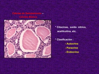 Células de Señalamiento  –  Células Blanco * Citocinas,  oxido  nitrico,  acetilcolina, etc. * Clasificación : - Autocrino - Paracrino - Endocrino 