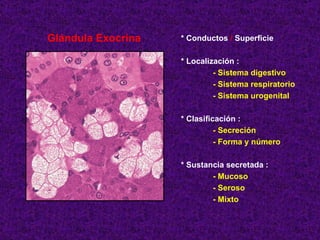 Glándula Exocrina * Conductos  /  Superficie * Localización : - Sistema digestivo - Sistema respiratorio - Sistema urogenital * Clasificación : - Secreción - Forma y número * Sustancia secretada : - Mucoso - Seroso - Mixto 