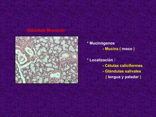 Glándula Mucosas * Mucinógenos  - Mucina (  moco  ) * Localización : - Células caliciformes - Glándulas salivales (  lengua y paladar  ) 
