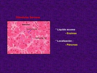 Glándulas Serosas * Líquido acuoso - Enzimas * Localización : - Páncreas 