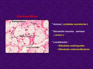 Glándulas Mixtas * Acinos (  unidades secretorias  ) * Secreción mucosa  -  serosas (  acinos  ) * Localización : - Glándulas sublinguales - Glándulas submandibulares 