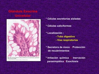 Glándula Exocrina Unicelular * Células secretorias aisladas  * Células caliciformes * Localización : - Tubo digestivo - Vías respiratorias * Secretora de moco  –  Protección  de recubrimientos * Irritación  química  –   Inervación  parasimpática  /  Exocitosis 