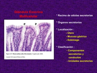 Glándula Exocrina Multicelular * Racimo de células secretorias * Órganos secretorios * Localización : - Útero - Mucosa gástrica - Estómago * Clasificación : - Componentes  secretorios y conductos   - Unidades secretorias 