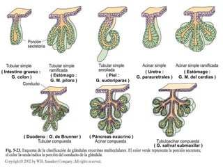 ( Intestino grueso : G. colon ) ( Piel : G. sudoríparas ) ( Estómago : G. M. píloro ) ( Uretra : G. parauretrales ) ( Estómago : G. M. del cardias ) ( Duodeno : G. de Brunner )  ( Páncreas exocrino ) ( G. salival submaxilar ) 