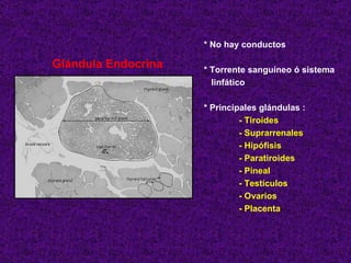 Glándula Endocrina * No hay conductos * Torrente sanguíneo ó sistema linfático * Principales glándulas : - Tiroides  - Suprarrenales - Hipófisis - Paratiroides - Pineal - Testículos  - Ovarios  - Placenta 