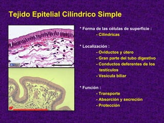 Tejido Epitelial Cilíndrico Simple * Forma de las células de superficie :  - Cilíndricas * Localización : - Oviductos y útero - Gran parte del tubo digestivo - Conductos deferentes de los testículos  - Vesícula biliar * Función : - Transporte - Absorción y secreción - Protección 