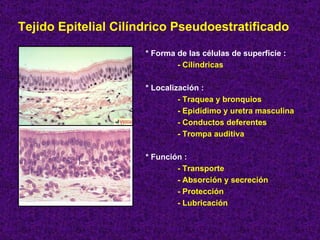 Tejido Epitelial Cilíndrico Pseudoestratificado * Forma de las células de superficie :  - Cilíndricas * Localización : - Traquea y bronquios - Epidídimo y uretra masculina - Conductos deferentes  - Trompa auditiva * Función : - Transporte - Absorción y secreción - Protección - Lubricación 