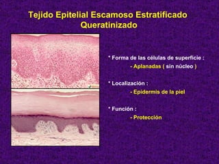 Tejido Epitelial Escamoso Estratificado  Queratinizado * Forma de las células de superficie :  - Aplanadas (  sin núcleo  ) * Localización : - Epidermis de la piel * Función : - Protección 