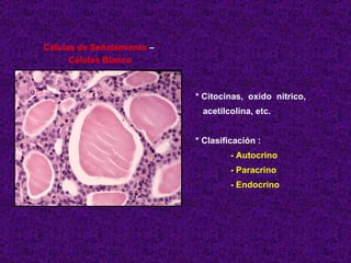 Células de Señalamiento  –  Células Blanco * Citocinas,  oxido  nitrico,  acetilcolina, etc. * Clasificación : - Autocrino...