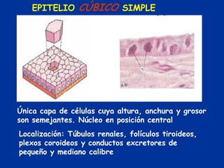 EPITELIO      CÚBICO SIMPLE




Única capa de células cuya altura, anchura y grosor
son semejantes. Núcleo en posición central
Localización: Túbulos renales, folículos tiroideos,
plexos coroideos y conductos excretores de
pequeño y mediano calibre
 