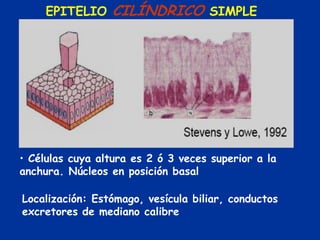 EPITELIO     CILÍNDRICO SIMPLE




• Células cuya altura es 2 ó 3 veces superior a la
anchura. Núcleos en posición basal

Localización: Estómago, vesícula biliar, conductos
excretores de mediano calibre
 