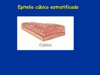 Epitelio cúbico estratificado
 