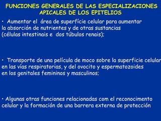 FUNCIONES GENERALES DE LAS ESPECIALIZACIONES
          APICALES DE LOS EPITELIOS
• Aumentar el área de superfície celular para aumentar
la absorción de nutrientes y de otras sustancias
(células intestinais e dos túbulos renais);



• Transporte de una película de moco sobre la superficie celular
en las vías respiratorias, y del ovocito y espermatozoides
en los genitales femininos y masculinos;



• Algunas otras funciones relacionadas com el reconocimento
celular y la formación de una barrera externa de protección
 