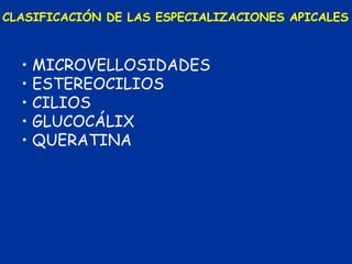 CLASIFICACIÓN DE LAS ESPECIALIZACIONES APICALES



  • MICROVELLOSIDADES
  • ESTEREOCILIOS
  • CILIOS
  • GLUCOCÁLIX
  • QUERATINA
 