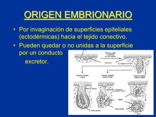 ORIGEN EMBRIONARIO
• Por invaginación de superficies epiteliales
  (ectodérmicas) hacia el tejido conectivo.
• Pueden quedar o no unidas a la superficie
  por un conducto
    excretor.
 