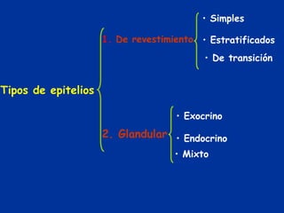 • Simples

                     1. De revestimiento • Estratificados
                                          • De transición


Tipos de epitelios

                                    • Exocrino
                     2. Glandular • Endocrino
                                    • Mixto
 