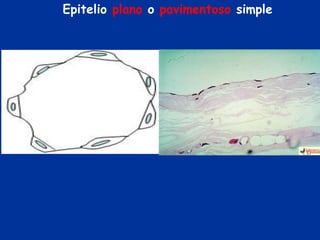 Epitelio plano o pavimentoso simple
 