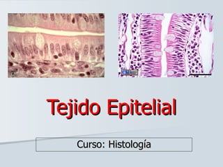 Tejido Epitelial
   Curso: Histología
 
