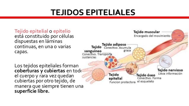 Todo sobre las pastillas para el adelgazamiento reduksin layt