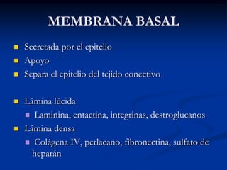 Tejido epitelial | PPTX