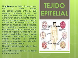 El epitelio es el tejido formado por
una
o
varias
capas
de células unidas entre sí, que
puestas
recubren
todas
las
superficies libres del organismo, y
constituyen el revestimiento interno
de las cavidades, órganos huecos,
conductos del cuerpo, así como
forman las mucosas y las glándulas.
Los epitelios también forman
el parénquima de muchos órganos,
como el hígado. Ciertos tipos de
células epiteliales tienen vellos
diminutos denominados cilios, los
cuales
ayudan
a
eliminar
sustancias extrañas, por ejemplo,
de las vías respiratorias.
El tejido epitelial deriva de las tres
capas
germinativas:ectodermo, endoder
mo y mesodermo.

TEJIDO
EPITELIAL

 