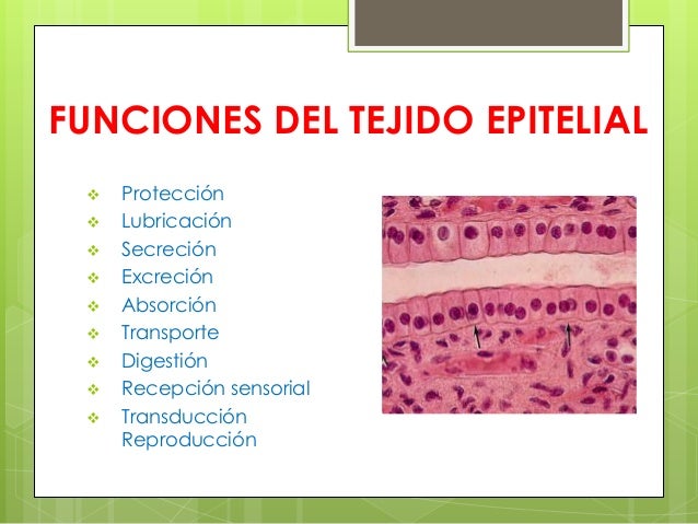 Resultado de imagen para IMAGEN DE TEJIDO EPITELIAL