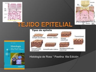 Histología de Ross ° Pawlina 6ta Edición 
 