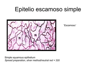 Epitelio escamoso simple
¨Escamoso¨

Simple squamous epithelium
Spread preparation, silver method/neutral red × 320

 