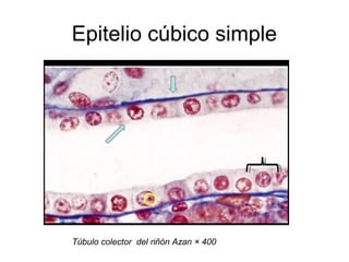 Epitelio cúbico simple

Túbulo colector del riñón Azan × 400

 