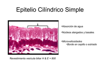 Epitelio Cilíndrico Simple
•Absorción de agua
•Núcleos alargados y basales
•Microvellosidades
•Borde en cepillo o estriado

Revestimiento vesícula biliar H & E × 800

 