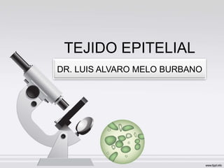 TEJIDO EPITELIAL
DR. LUIS ALVARO MELO BURBANO
 