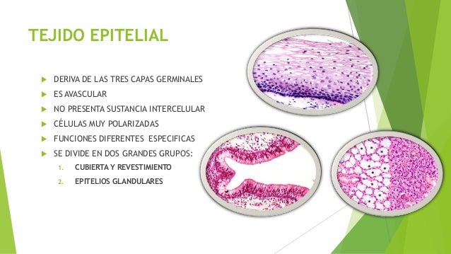 Tejido Epitelial de Revestimiento y glandular