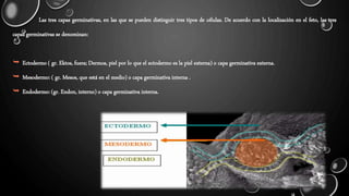 Tejido epitelial | PPTX
