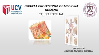 ESCUELA PROFESIONAL DE MEDICINA
HUMANA
TEJIDO EPITELIAL
ENCARGADA:
MEZONES ZEVALLOS, GIANELLA.
 